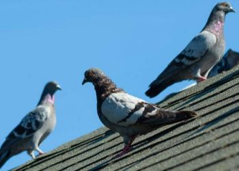 What’s the Difference Between Pigeons and Doves?