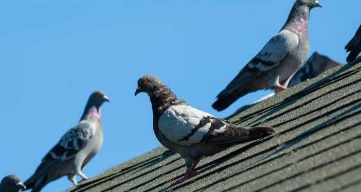 What’s the Difference Between Pigeons and Doves?