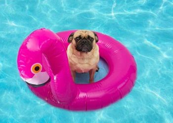 Having your dog visit the beach requires preparation and planning.