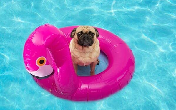 Having your dog visit the beach requires preparation and planning.