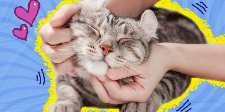 Where Are The Best Places To Pet A Cat?