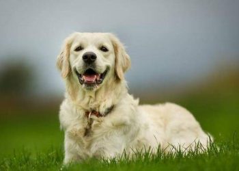 Why do dogs eat grass?