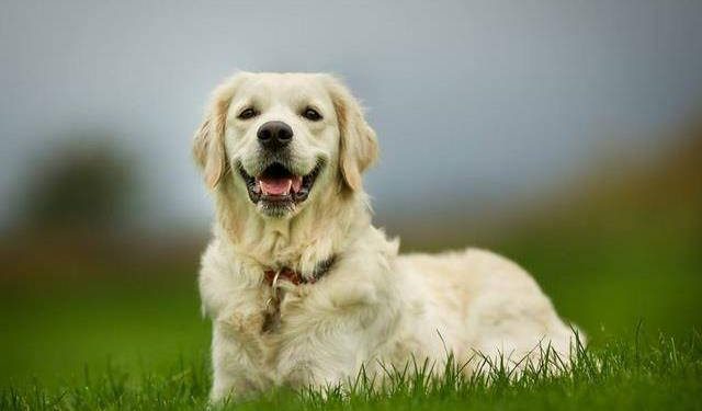 Why do dogs eat grass?