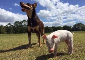 The owner asks the husky to wake up the pet pig~