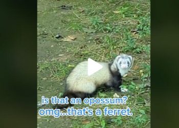 Lost Little Animal Approaches Guy In The Woods And Asks Him To Take Him Home