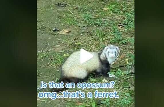 Lost Little Animal Approaches Guy In The Woods And Asks Him To Take Him Home