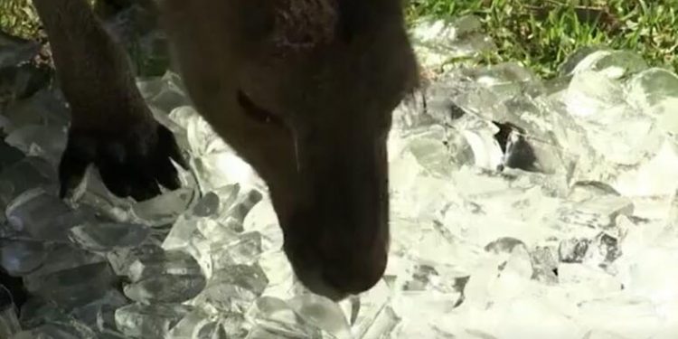 Zoo animals cool off with ice and showers in California