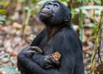 Picture of Ape Cuddling a Pet Mongoose Takes Internet by Storm