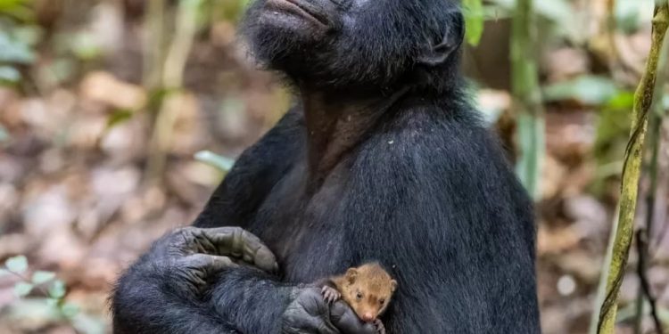 Picture of Ape Cuddling a Pet Mongoose Takes Internet by Storm
