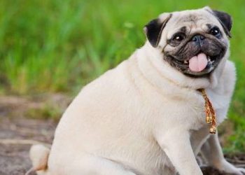 Can you help your dog lose weight?