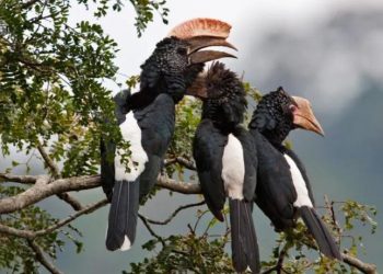 Half of world’s bird species in decline as destruction of avian life intensifies