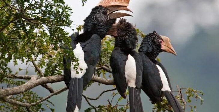 Half of world’s bird species in decline as destruction of avian life intensifies