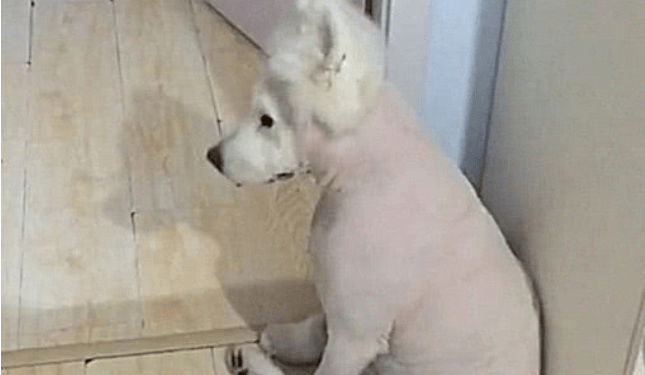 The owner gave the Samoyed to the hair stylist and was stunned when he saw the dog again