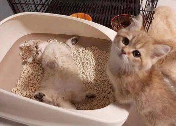 Why do cats sleep in “litter boxes”?