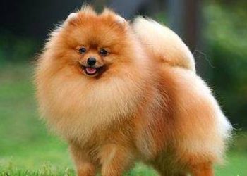 The 6 most “stingy” dogs, who love to hold grudges and are very possessive