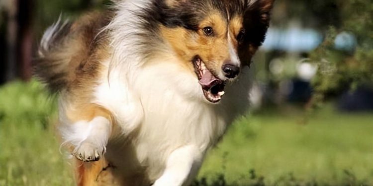 What are the most scientific and effective ways for shepherd dog training?