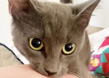 Proud Rescue Cat Drags Mom Out Of Bed For Sweetest Surprise