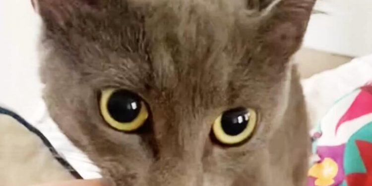 Proud Rescue Cat Drags Mom Out Of Bed For Sweetest Surprise