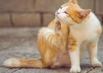 How Your Pet’s Allergies Can Lead To More Serious Conditions