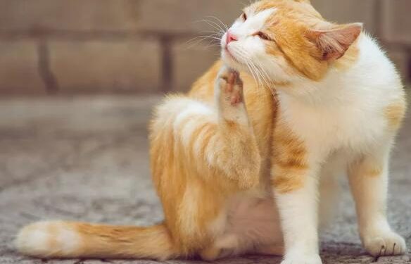 How Your Pet’s Allergies Can Lead To More Serious Conditions