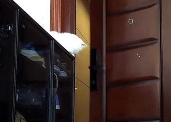 The cat opens the door to let the sweeping robot go down to the 27th floor