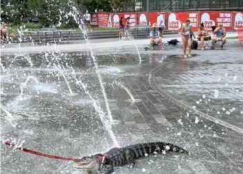 A woman keeps a crocodile as a pet and takes it to the park for a walk