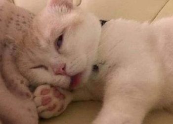 The cat went to the beach for the first time and was scared the whole way~