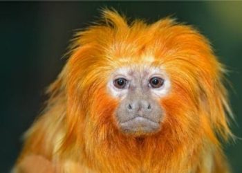 Animal encyclopedia knowledge; how many kinds of animals are there on earth, and how are they classified?