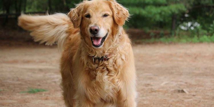 Dog life expectancy ranking