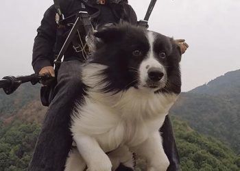 Owner takes dog on paraglider for the first time