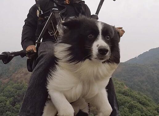 Owner takes dog on paraglider for the first time