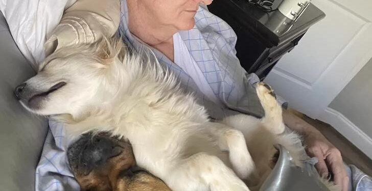 Woman Walks In On Her Dad Napping With All The Neighbor Dogs