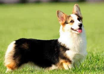 A small corgi with short legs is raised by many people. What magic does it have?
