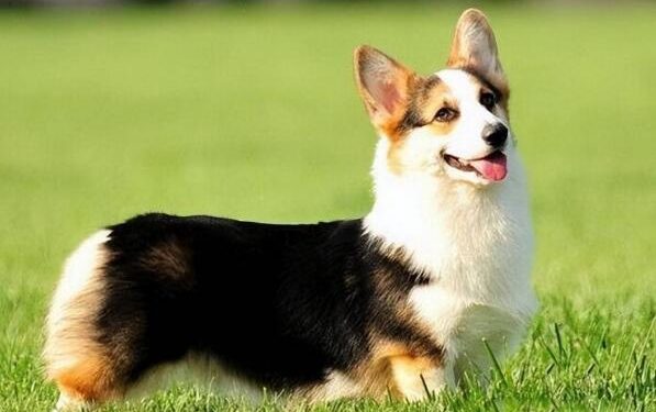A small corgi with short legs is raised by many people. What magic does it have?
