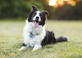 Research Has Found That The More Playful Your Dog Is, The Smarter It Might Be
