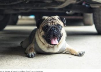 Most Pets Can’t Sweat: What You Can Do for Them in a Heat Wave