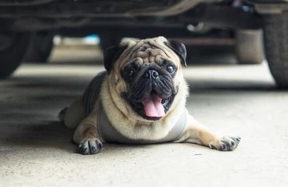 Most Pets Can’t Sweat: What You Can Do for Them in a Heat Wave