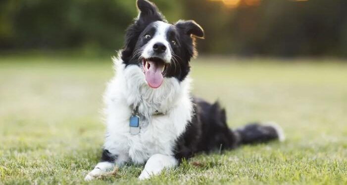 Research Has Found That The More Playful Your Dog Is, The Smarter It Might Be