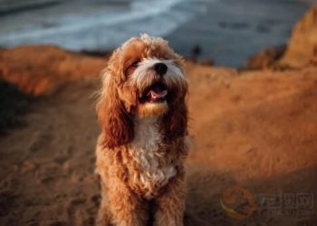 Why do dogs eat dirt? how to solve