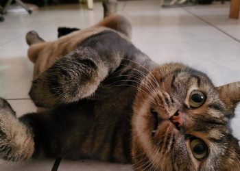 The cat was forced to take a selfie! “Cartoon Scary Face”!