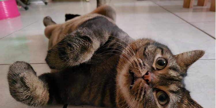 The cat was forced to take a selfie! “Cartoon Scary Face”!