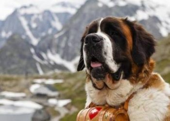 5 Top Large and Gentle “Cute Dogs”