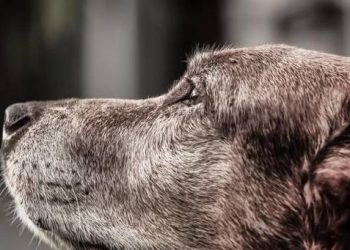 Has the dog’s temperament changed drastically over the years? Or Alzheimer’s! The owner can prevent with these 5 methods