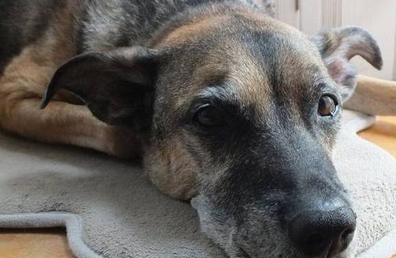 Dogs can also suffer from lymphoma, and if they find lumps on the dog, the owner should arrange a physical examination.