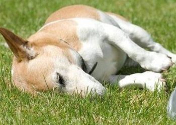 Dog’s stomach growling, is he hungry? It may also be a gastrointestinal warning