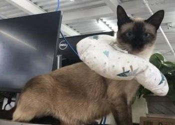 Having a cat in the office can relieve stress, but only if you need to face the following 5 real-world problems