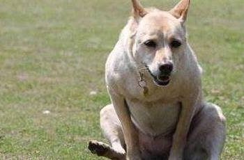 6 Reasons Why Your Dog’s Butt Rubs the Floor