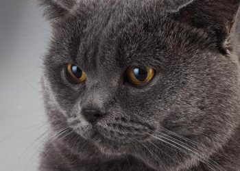 The British Shorthair has an ancient bloodline, stable temperament, easy to raise and suitable for novice raising!