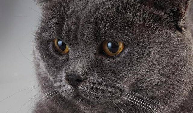 The British Shorthair has an ancient bloodline, stable temperament, easy to raise and suitable for novice raising!