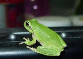 Do you want to have a pet frog too?